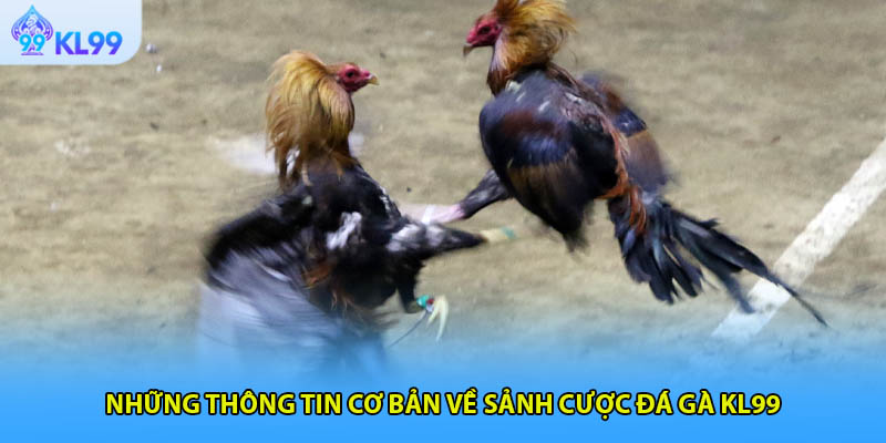 Những thông tin cơ bản về sảnh cược đá gà KL99